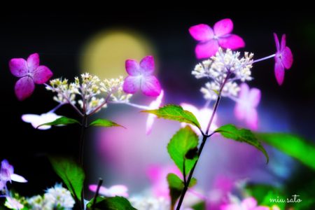 月夜と紫陽花